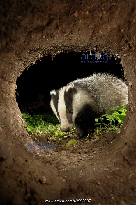 : European Badger - at night : European Badger - at night
