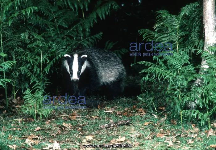 : European BADGER - at night : European BADGER - at night
