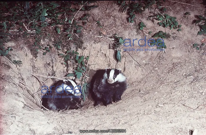  : EUROPEAN BADGER - pair at sett entrance
