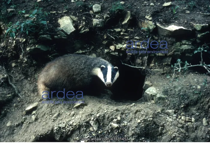 : European Badger - at sett entrance : European Badger - at sett entrance