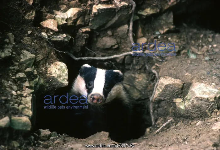 : European BADGER - at sett entrance : European BADGER - at sett entrance