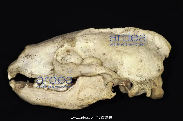 : European Badger Skull Left Side : European Badger Skull Left Side