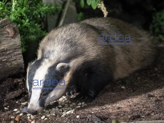 : European badger- in urban garden - Birmingham UK : European badger- in urban garden - Birmingham UK