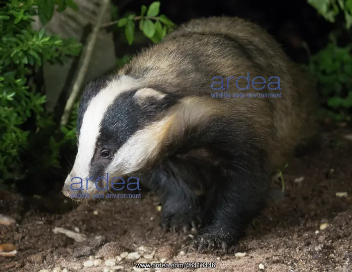 : European badger- in urban garden - Birmingham UK : European badger- in urban garden - Birmingham UK