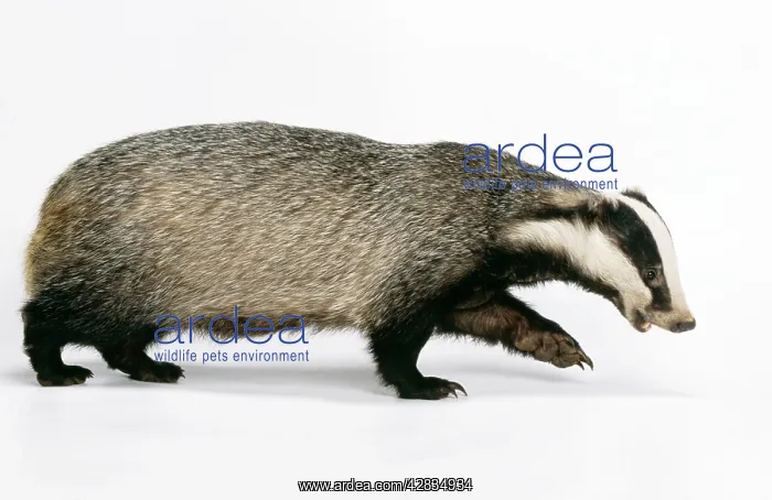 : European Badger - side view : European Badger - side view