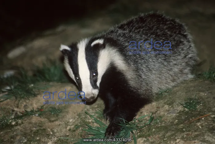 : European Badger - walking at night : European Badger - walking at night