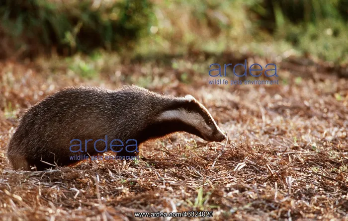: European Badger - walking, side view : European Badger - walking, side view