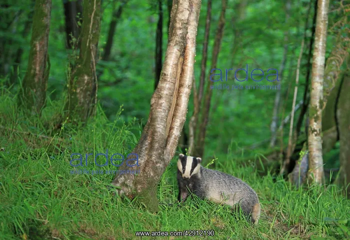 : European Badger - in woodland : European Badger - in woodland
