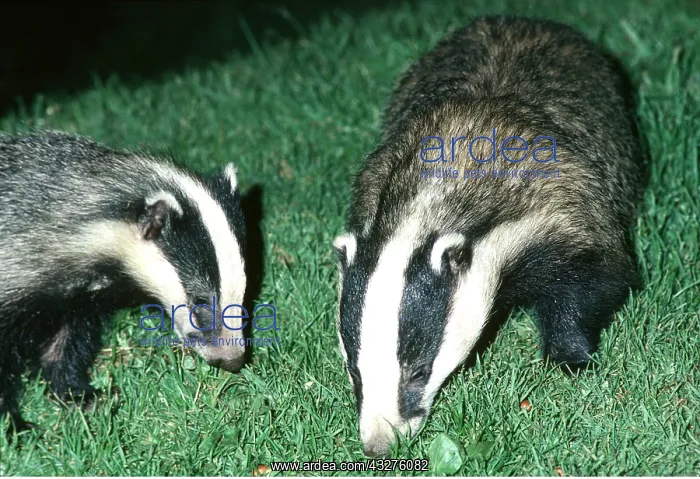 : European Badger - x two on lawn in garden : European Badger - x two on lawn in garden