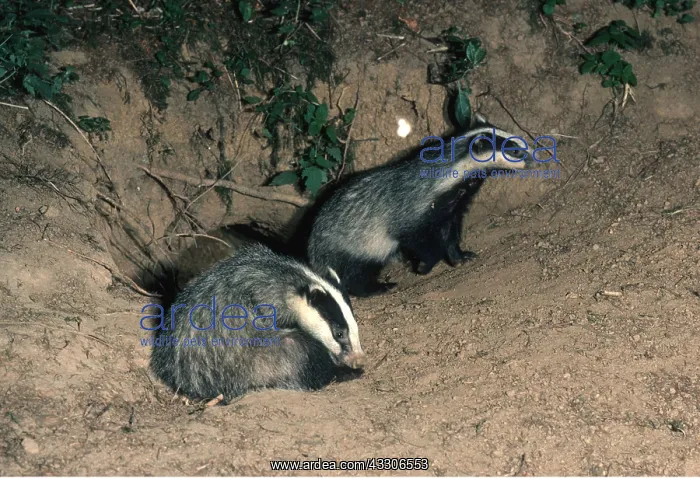 : European Badger - x two at sett entrance : European Badger - x two at sett entrance