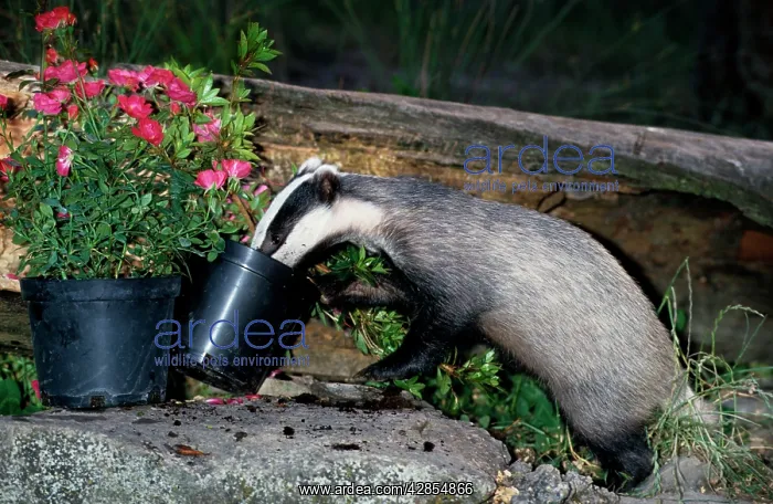 : European Badger - Young in garden sniffing in flowerpots : European Badger - Young in garden sniffing in flowerpots