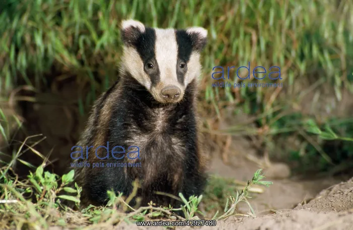 : European Badger - young sitting at sett entrance : European Badger - young sitting at sett entrance