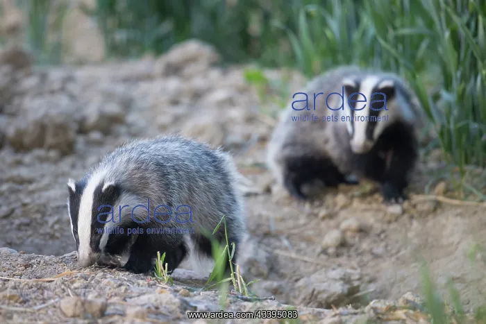 : European Badgers : European Badgers