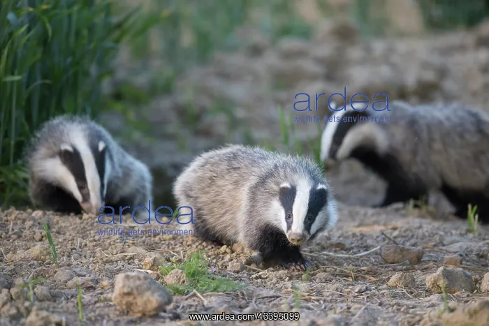 : European Badgers : European Badgers