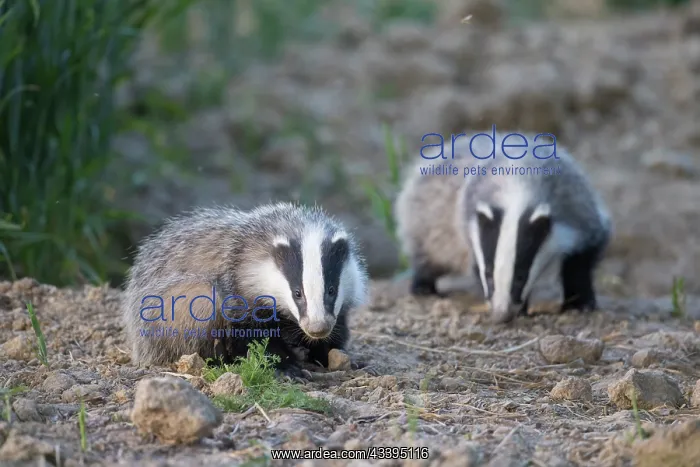 : European Badgers : European Badgers