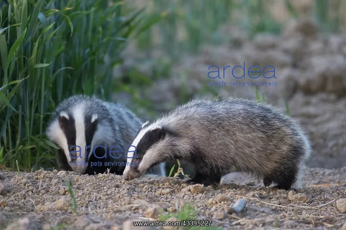 : European Badgers : European Badgers