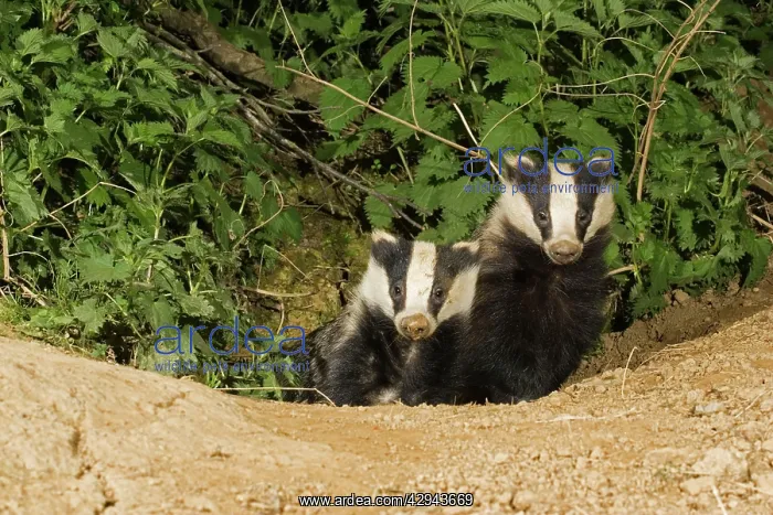 : European badgers - two emerging from sett : European badgers - two emerging from sett