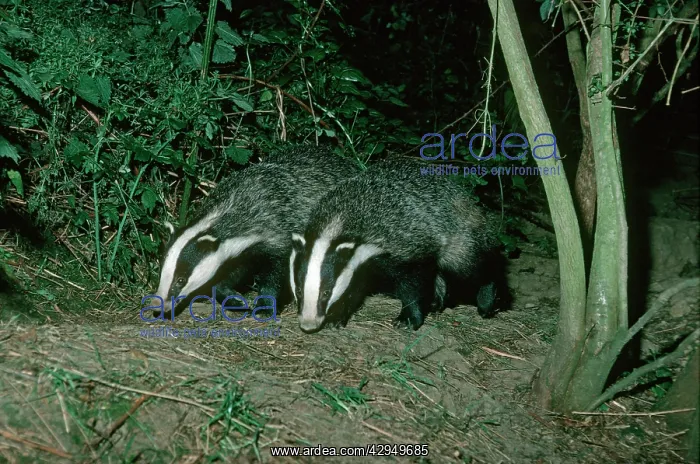: Two European badgers - leaving sett : Two European badgers - leaving sett