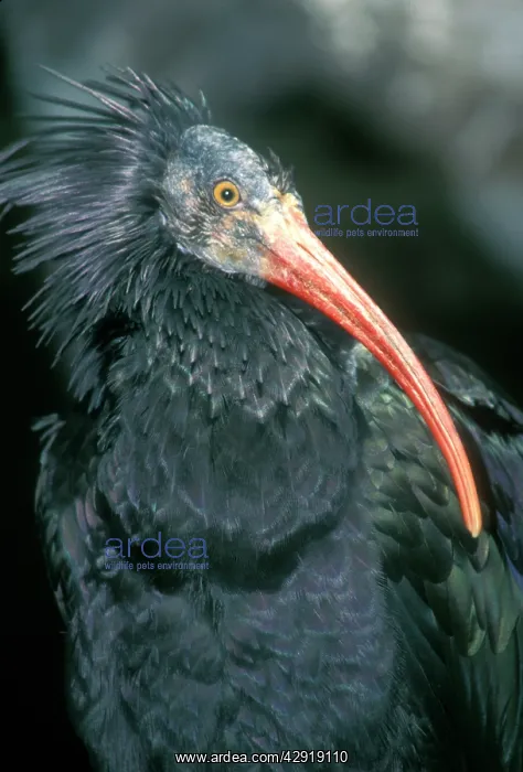 : European Bald / Northern / Waldrapp Ibis : European Bald / Northern / Waldrapp Ibis