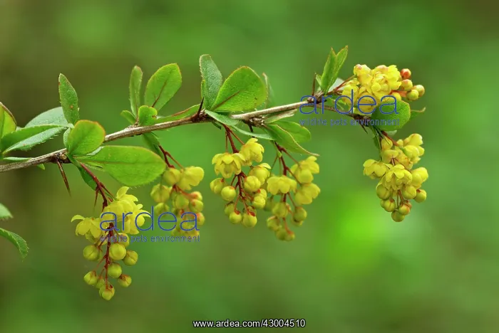  : European Barberry