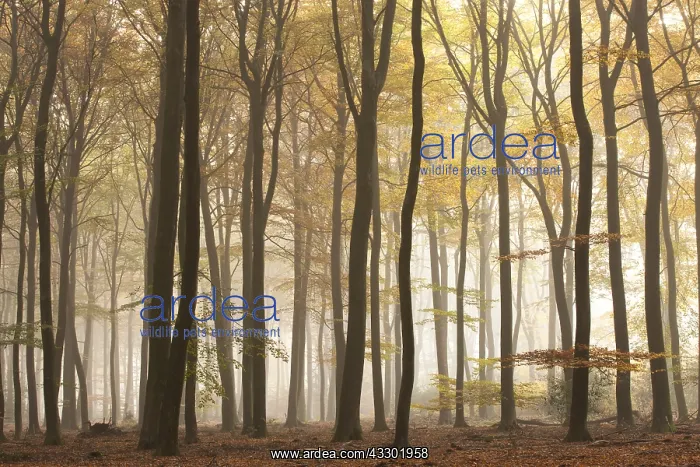 : European Beach (Fagus sylvatica) forest in the : European Beach (Fagus sylvatica) forest in the