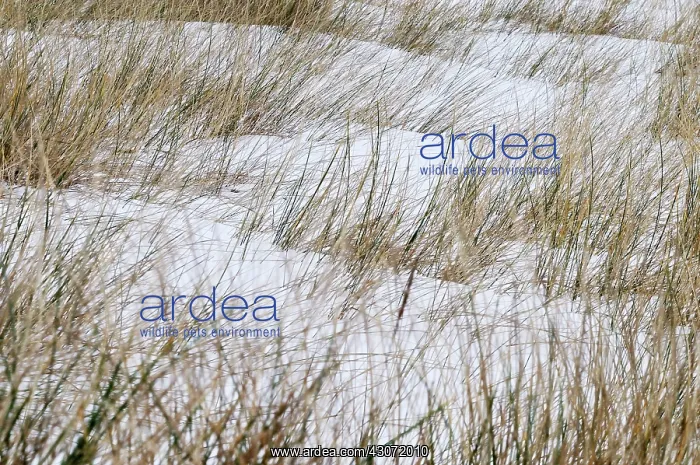 : European Beachgrass : European Beachgrass