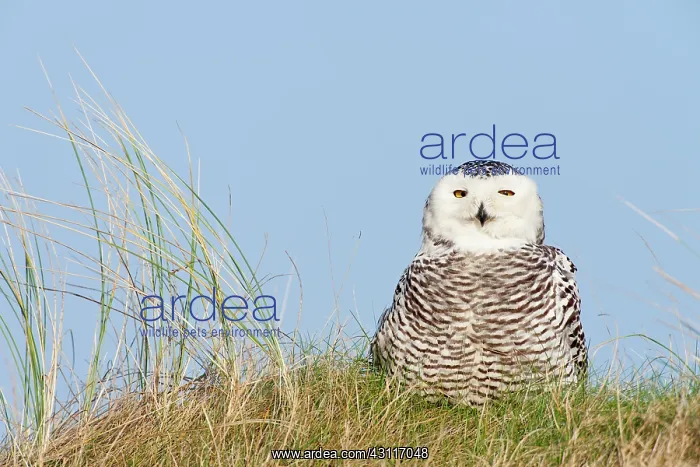 : European Beachgrass : European Beachgrass