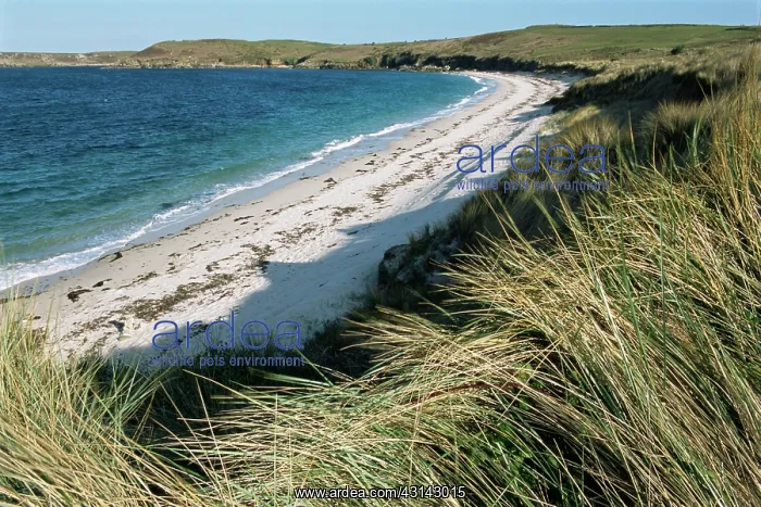 : European Beachgrass : European Beachgrass