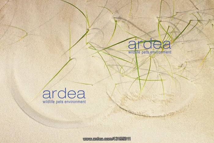 : European Beachgrass : European Beachgrass