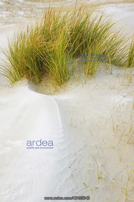  : European Beachgrass