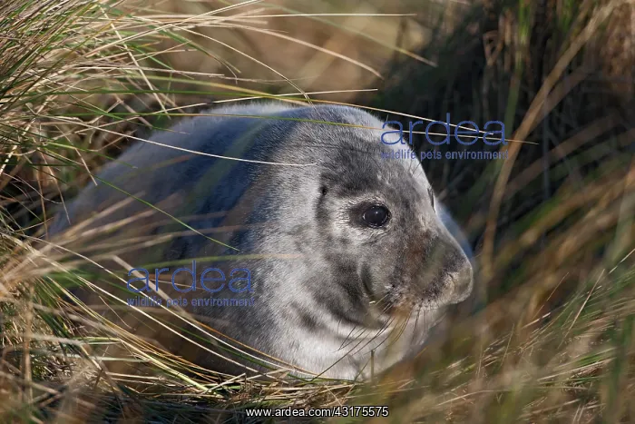 : European Beachgrass : European Beachgrass