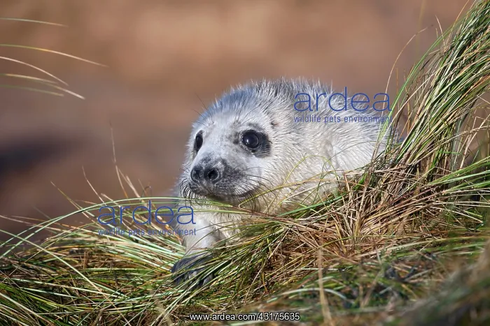 : European Beachgrass : European Beachgrass