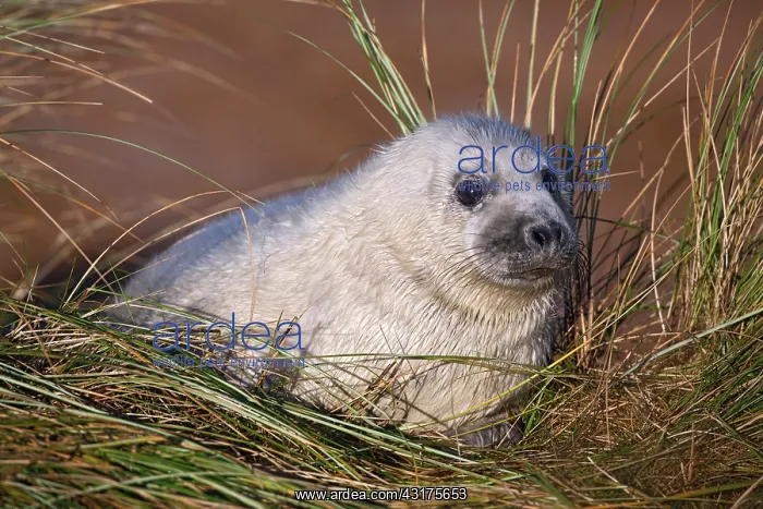 : European Beachgrass : European Beachgrass