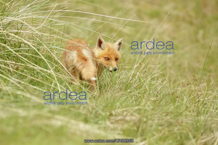 : European Beachgrass : European Beachgrass