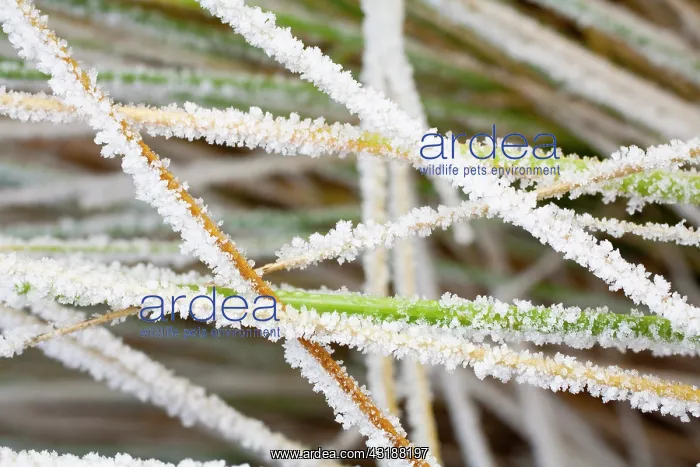 : European Beachgrass : European Beachgrass