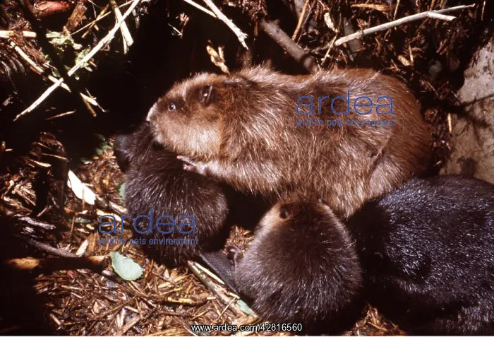 : EUROPEAN BEAVER : EUROPEAN BEAVER