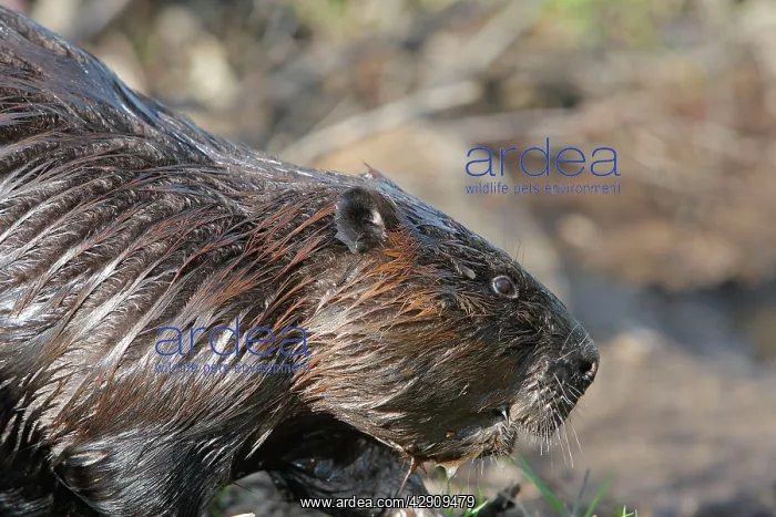  : European Beaver