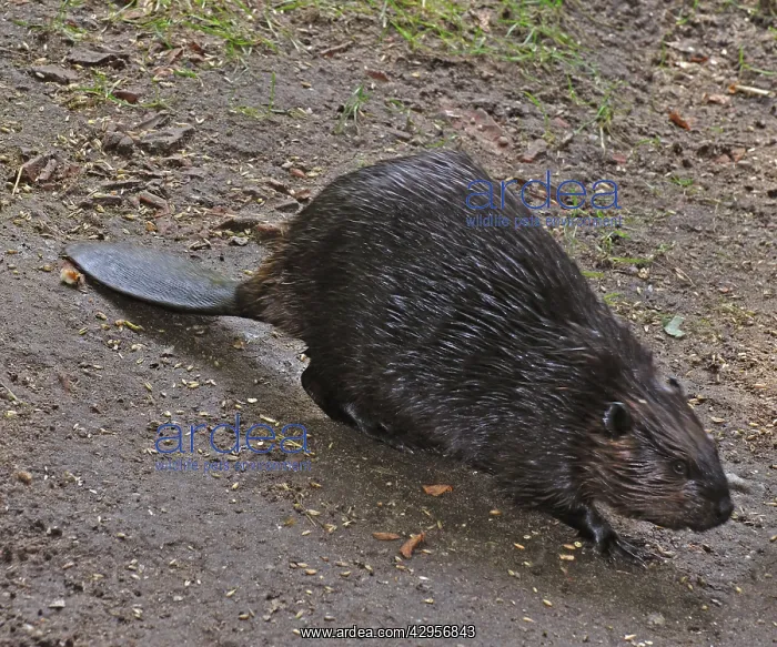 : European Beaver : European Beaver
