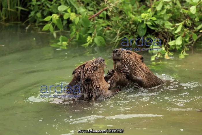 : European Beaver : European Beaver