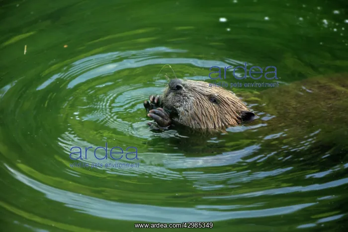 : European Beaver : European Beaver