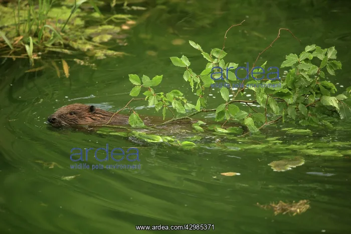 : European Beaver : European Beaver