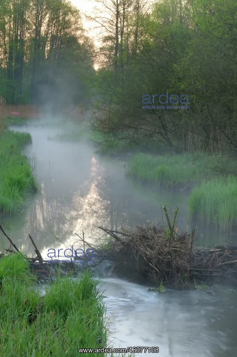 : European Beaver : European Beaver