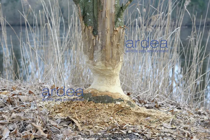 : European Beaver : European Beaver