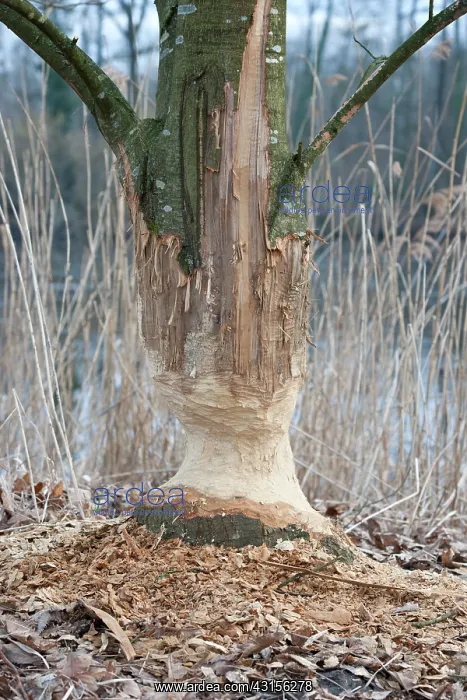  : European Beaver