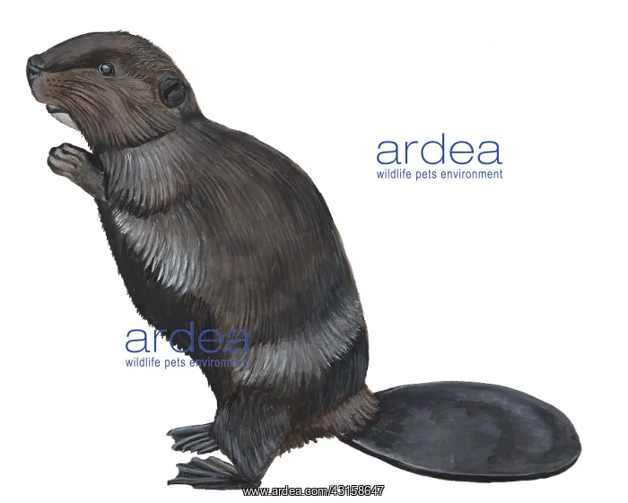 : European Beaver : European Beaver