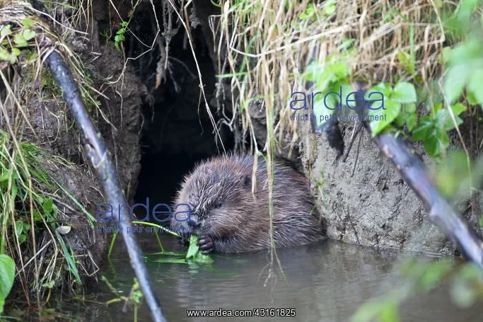 : European Beaver : European Beaver