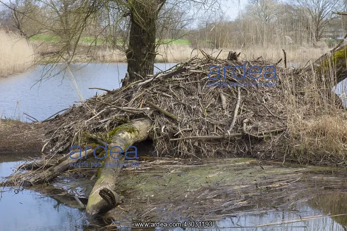  : European beaver - beaver lodge - Germany