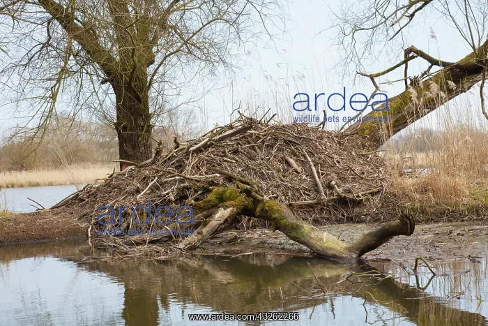 : European Beaver - beaver lodge - Germany : European Beaver - beaver lodge - Germany