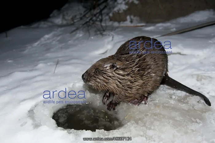 : European beaver (Castor fiber), Rosenheim, Bavaria, Germany : European beaver (Castor fiber), Rosenheim, Bavaria, Germany