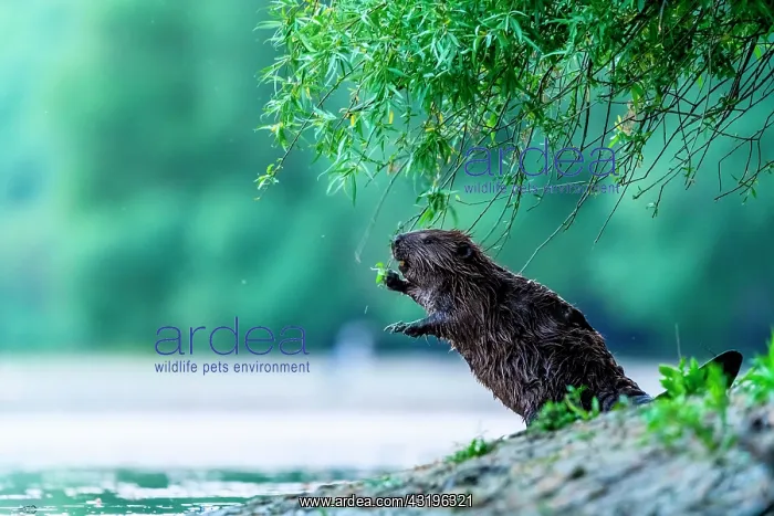 : European beaver (Castor fiber) on riverbank, Slovakia : European beaver (Castor fiber) on riverbank, Slovakia